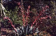 Mexican Beschorneria yuccoides in flower (click on picture for full sized view)