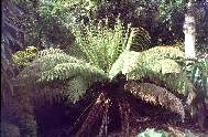 Australian tree fern (Dicksonia antarctica) (click on picture for full sized view)