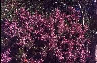 Four metre high South African heath (Erica canaliculata) (click on picture for full sized view)
