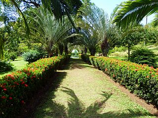 St. Vincent, Karibik - Botanical Garden of Kingstown