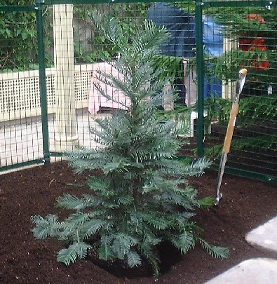 Wollemi Pine before official planting