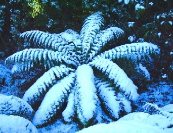 Dicksonia antarctica in the snow - click for larger picture