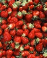 Strawberries, maintained with herbicides alone, interested many growers in the 1950s and this brought David to parts of Ireland that he would not otherwise have seen 