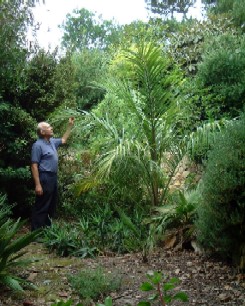 The ungrowable palm -  Juania australis - click for larger picture